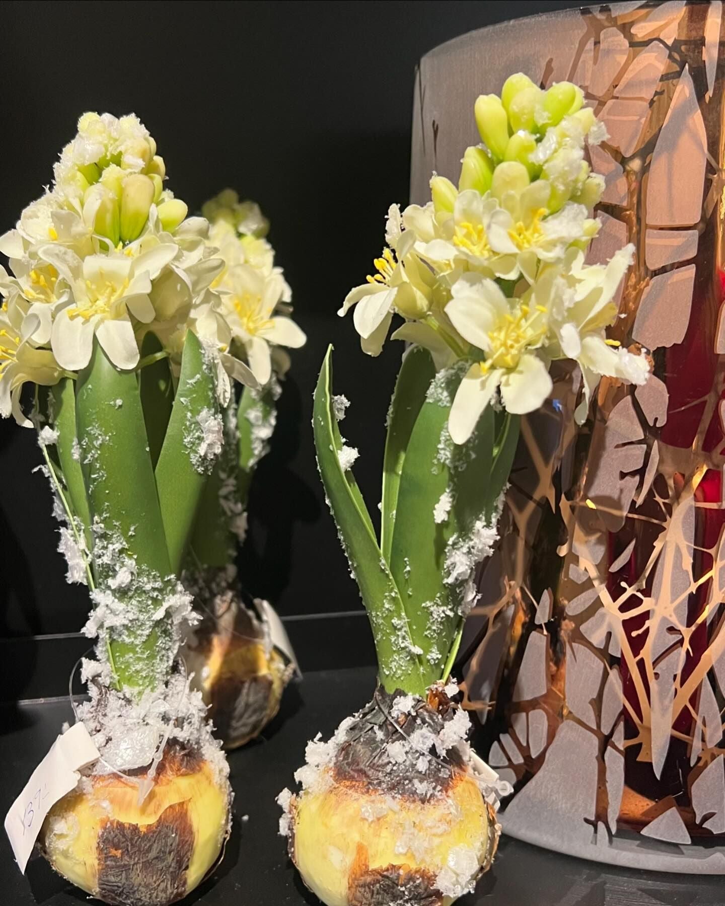 Hyacint - Mr Plant hos Lilla Hem