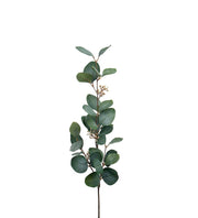 Eucalyptus med bär 70cm - Mr Plant hos Lilla Hem