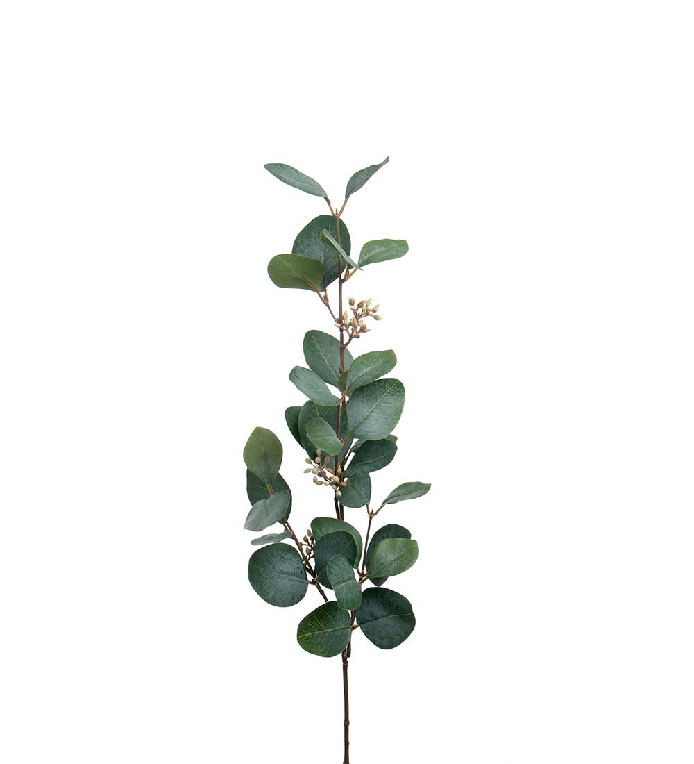 Eucalyptus med bär 70cm - Mr Plant hos Lilla Hem
