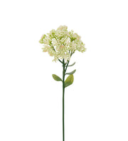 Kärleksört 50cm - Mr Plant hos Lilla Hem