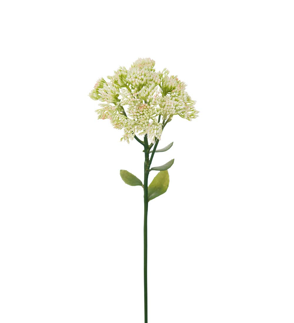 Kärleksört 50cm - Mr Plant hos Lilla Hem