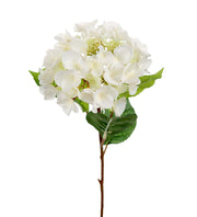 Hortensia 45cm - Mr Plant hos Lilla Hem