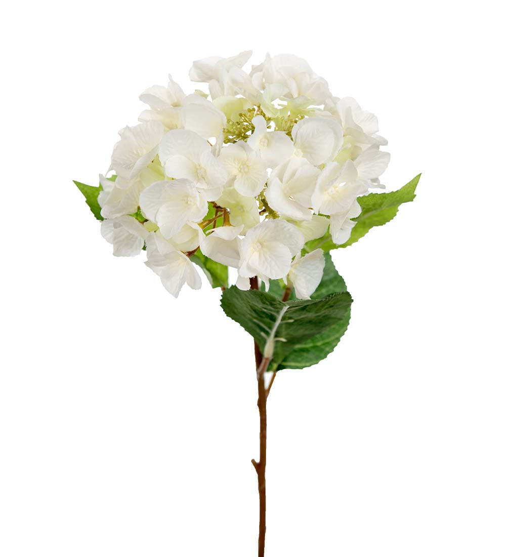 Hortensia 45cm - Mr Plant hos Lilla Hem