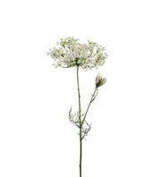 Allium 70cm - Mr Plant hos Lilla Hem