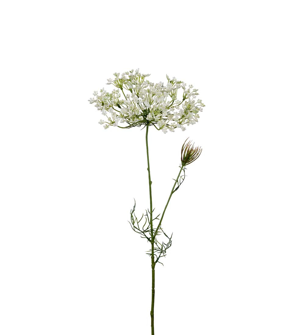 Allium 70cm - Mr Plant hos Lilla Hem