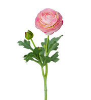 Ranuncel 50cm - Mr Plant hos Lilla Hem