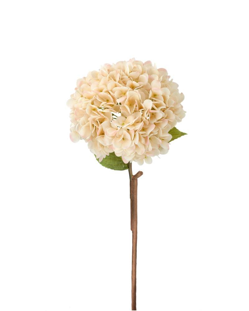Konstväxt Hortensia Aprikos | Lilla Hem